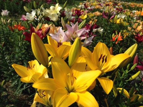 20140608_070548915_iOS