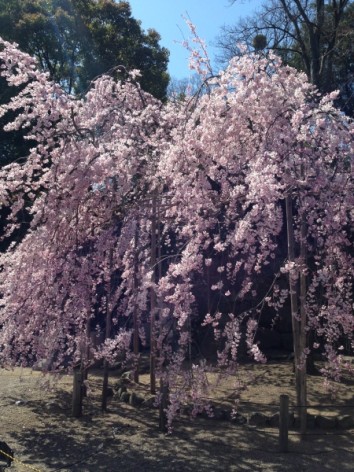 20150328_040254593_iOS